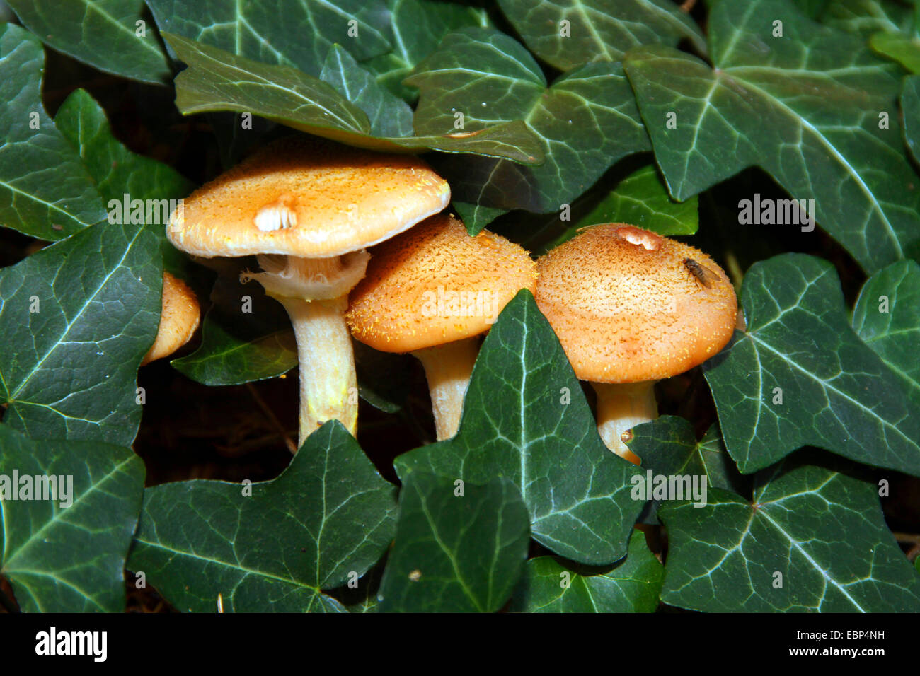 honey fungus (Armillaria mellea), between ivy, Germany Stock Photo