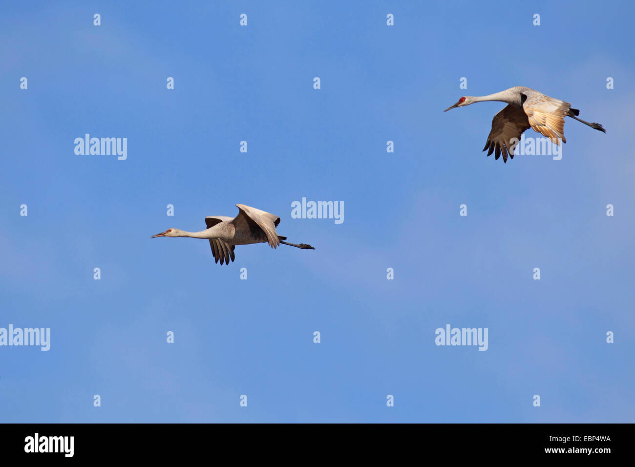 sandhill crane (Grus canadensis), flying, adult and juvenile bird, USA, Florida Stock Photo