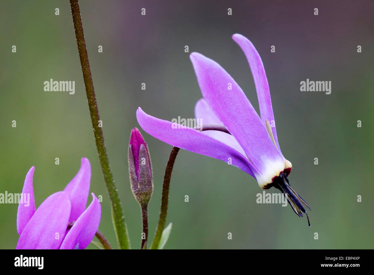 Northern Shooting Star  (Dodecatheon frigidum), flower, USA, Alaska Stock Photo