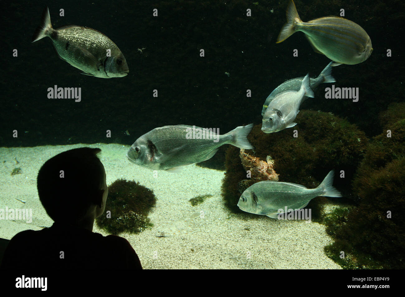 Young boy examines an aquarium with school of salema porgy fishes (Sarpa salpa) at Zoo Basel, Switzerland. Stock Photo