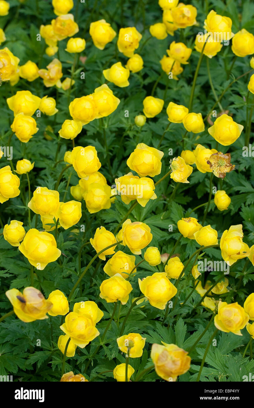 globeflower (Trollius europaeus), blooming, Germany Stock Photo