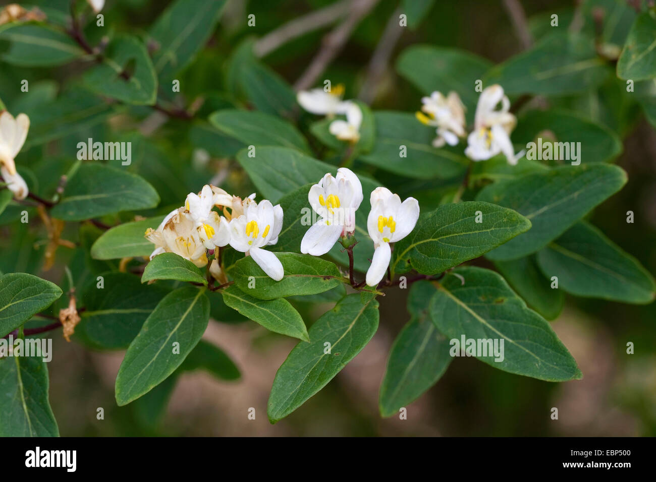 Tartarian honeysuckle (Lonicera tatarica), blooming branch Stock Photo