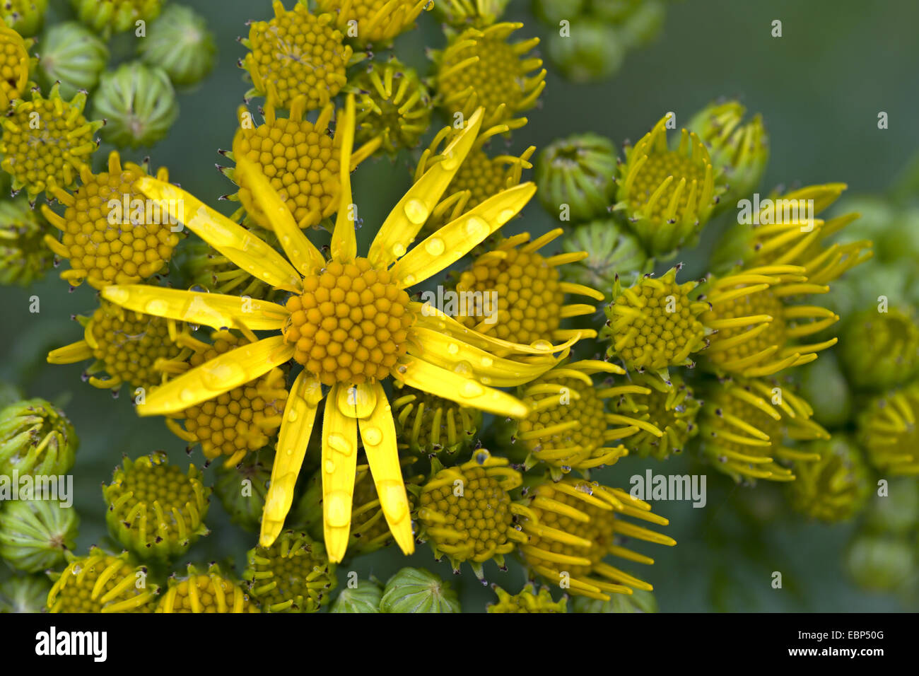 common ragwort, stinking willie, tansy ragwort, tansy ragwort (Senecio jacobaea), blooming, Germany, Schleswig-Holstein Stock Photo