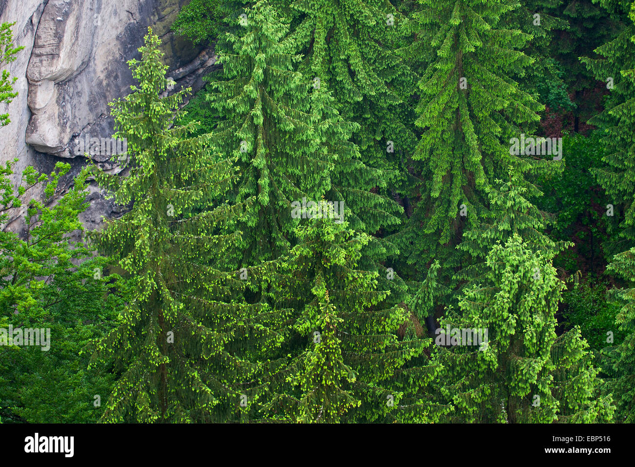 Norway spruce (Picea abies), Germany Stock Photo