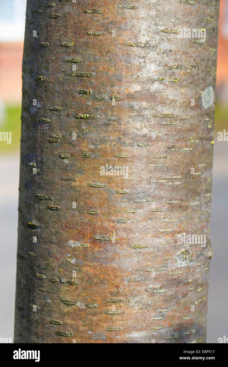 European mountain-ash, rowan tree (Sorbus aucuparia), bark, Germany Stock Photo