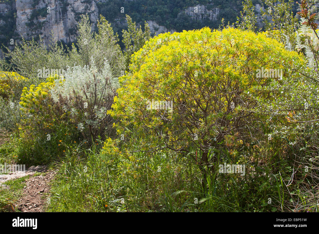 Woody Spurge (Euphorbia dendroides), in a maquis beneath a rockwall, Italy, Sicilia Stock Photo
