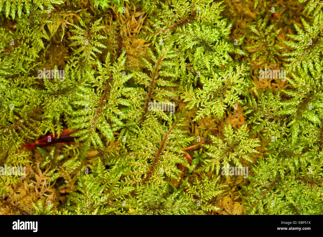 Glittering Wood-moss, Stair-step Moss, Stair Step Moss, step-moss, Mountain Fern Moss, Fern-Moss, splendid feather moss (Hylocomium splendens, Hylocomium proliferum), Germany Stock Photo