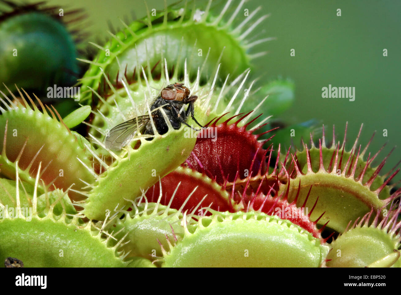 Venus Flytrap, Venus's Flytrap, Venus' Flytrap, Venus Fly Trap, Venus's Fly Trap, Venus' Fly Trap, Fly-Trap (Dionaea muscipula), with fly in the trap Stock Photo