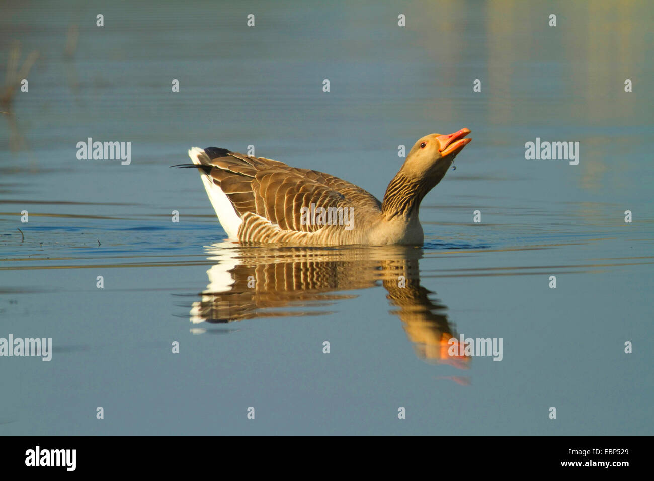 greylag goose (Anser anser), swimming on the water and drinking, Germany, North Rhine-Westphalia Stock Photo