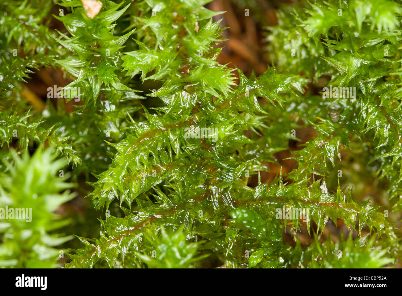 Electrified cats tail moss hires stock photography and images Alamy