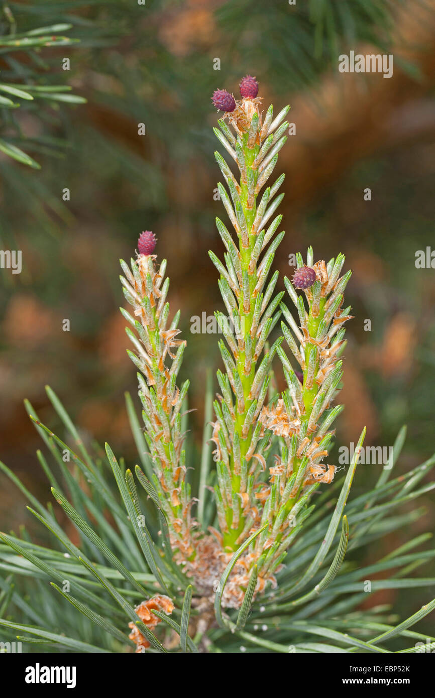 Scotch pine, Scots pine (Pinus sylvestris), young branches with female cones, Germany Stock Photo