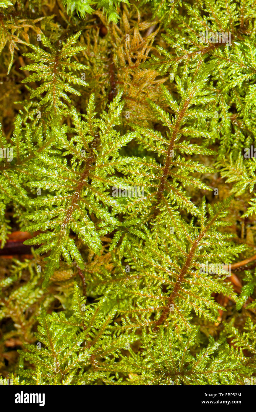 Glittering Wood-moss, Stair-step Moss, Stair Step Moss, step-moss, Mountain Fern Moss, Fern-Moss, splendid feather moss (Hylocomium splendens, Hylocomium proliferum), Germany Stock Photo