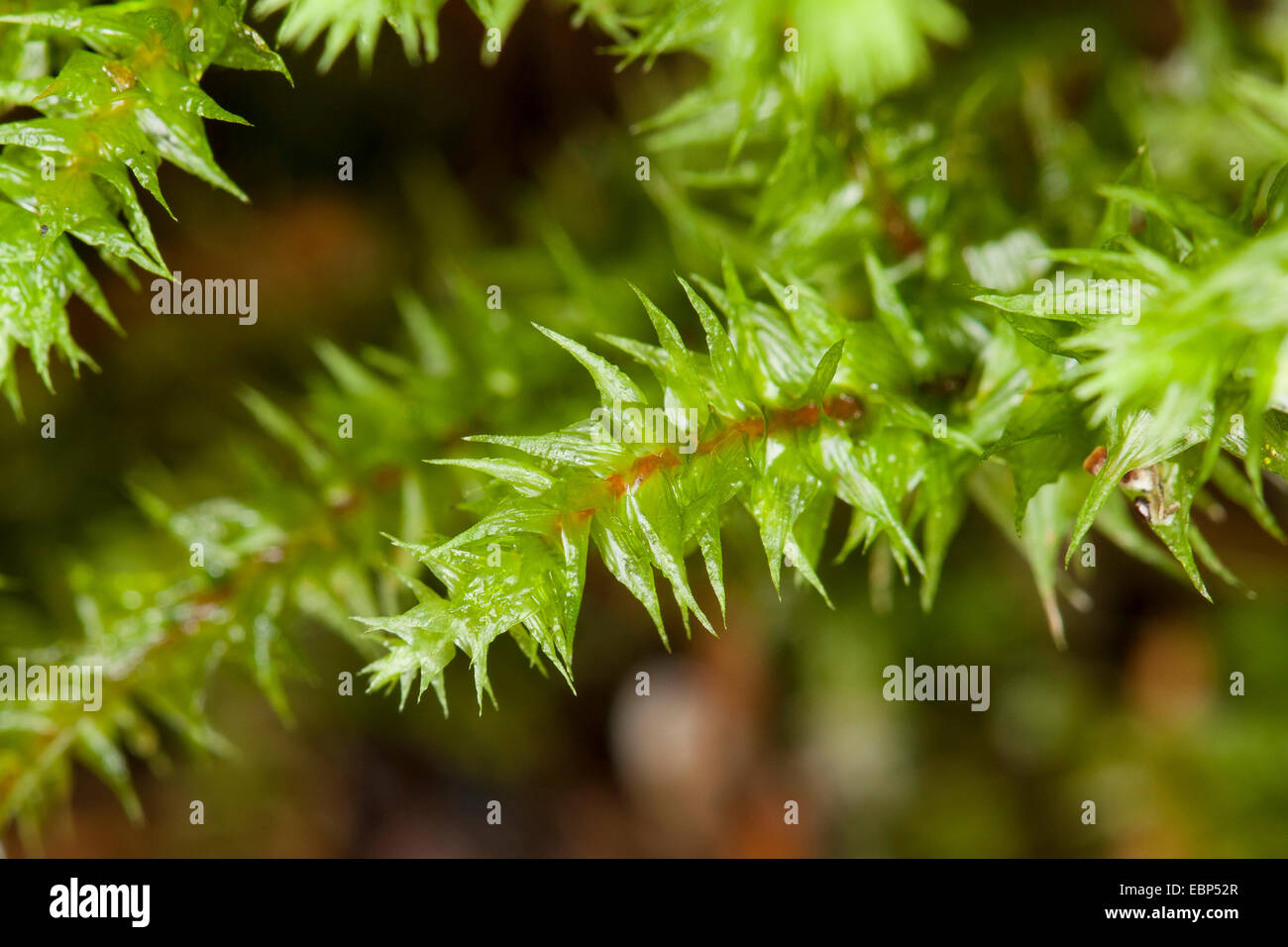 Big Shaggy-moss, Shaggy moss, Rough neck moss, Big shaggy moss, Electrified cat's tail moss (Rhytidiadelphus triquetrus), Germany Stock Photo