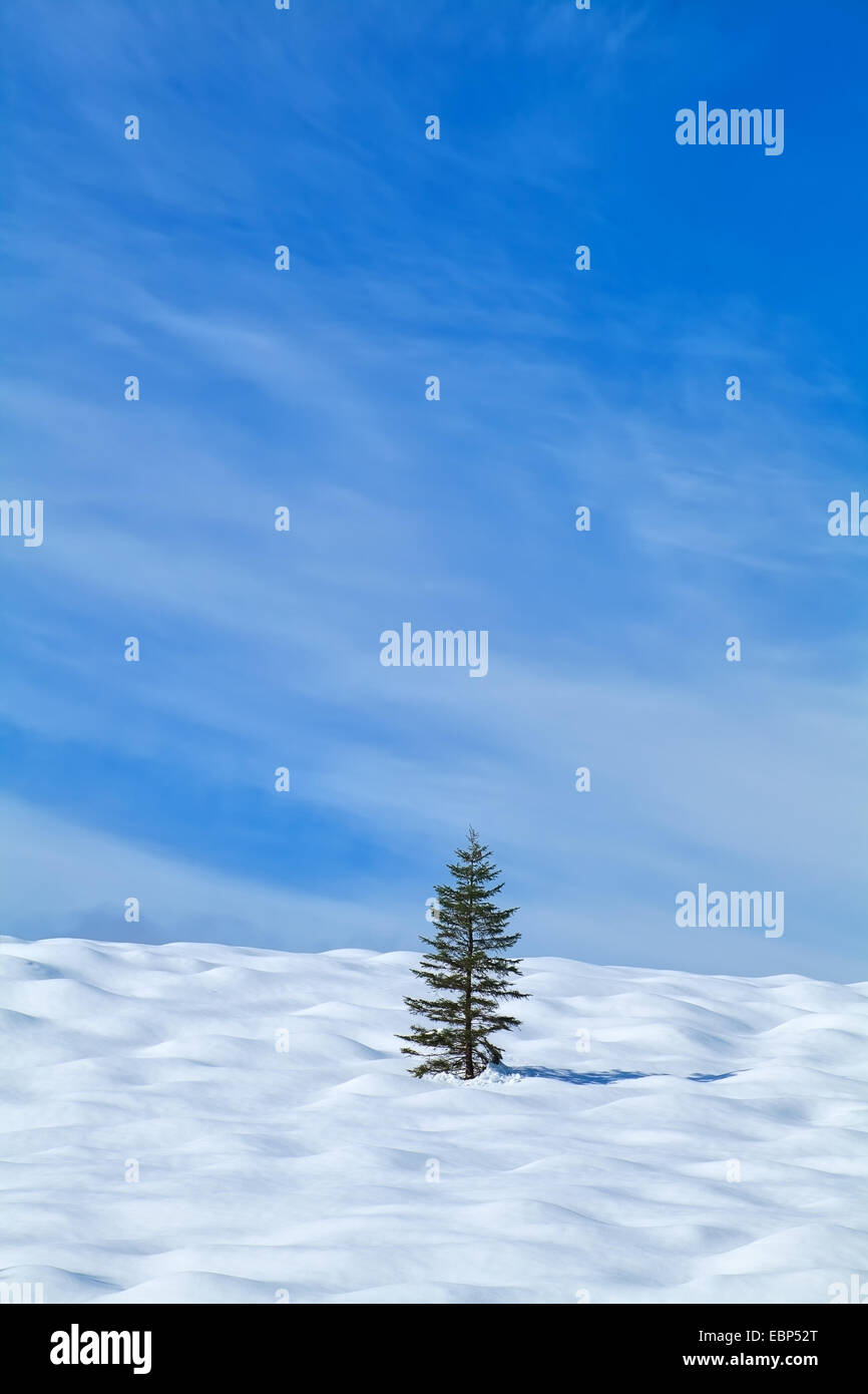 one spruce tree on snowy hill, Germany Stock Photo