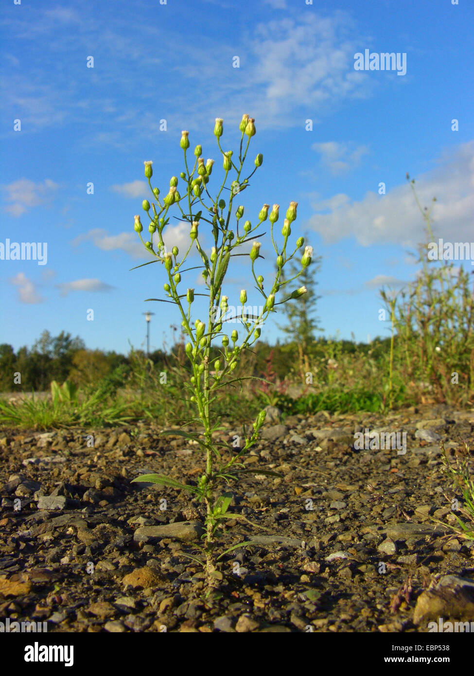 horseweed, Canadian fleabane (Conyza canadensis, Erigeron canadensis), blooming on industrial ground, Germany Stock Photo