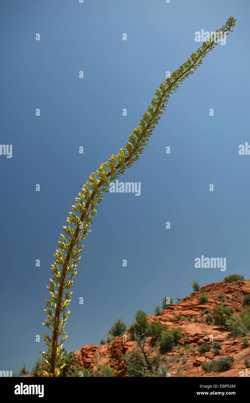 century plant (Agave spec.), blooming, USA, Utah Stock Photo
