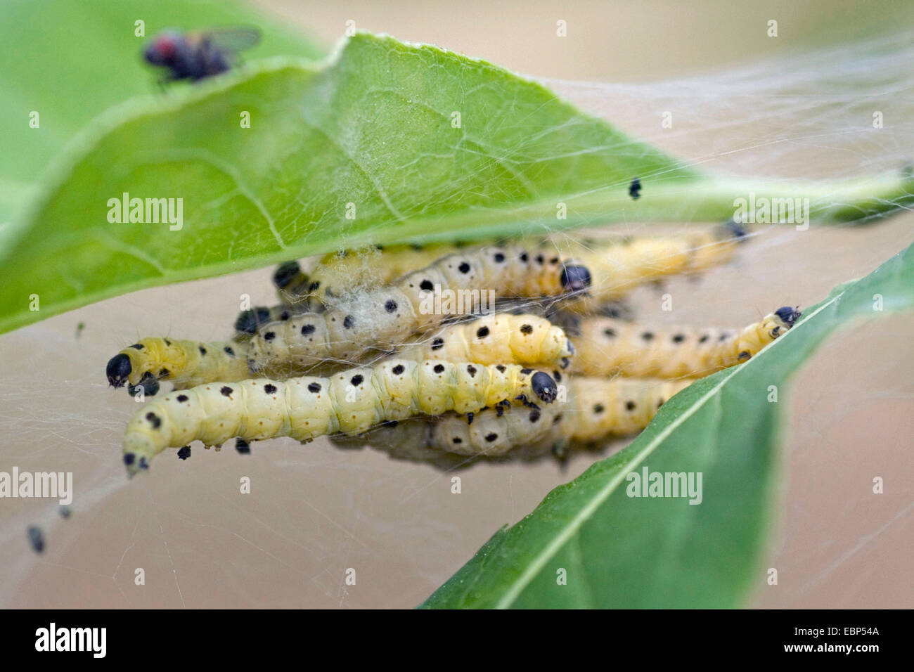 Spindle Ermine (Yponomeuta cagnagella), several caterpillars in a web, Germany Stock Photo