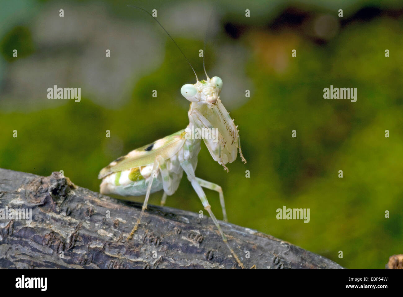 Praying Mantis (Acontista concinna), on a branch Stock Photo