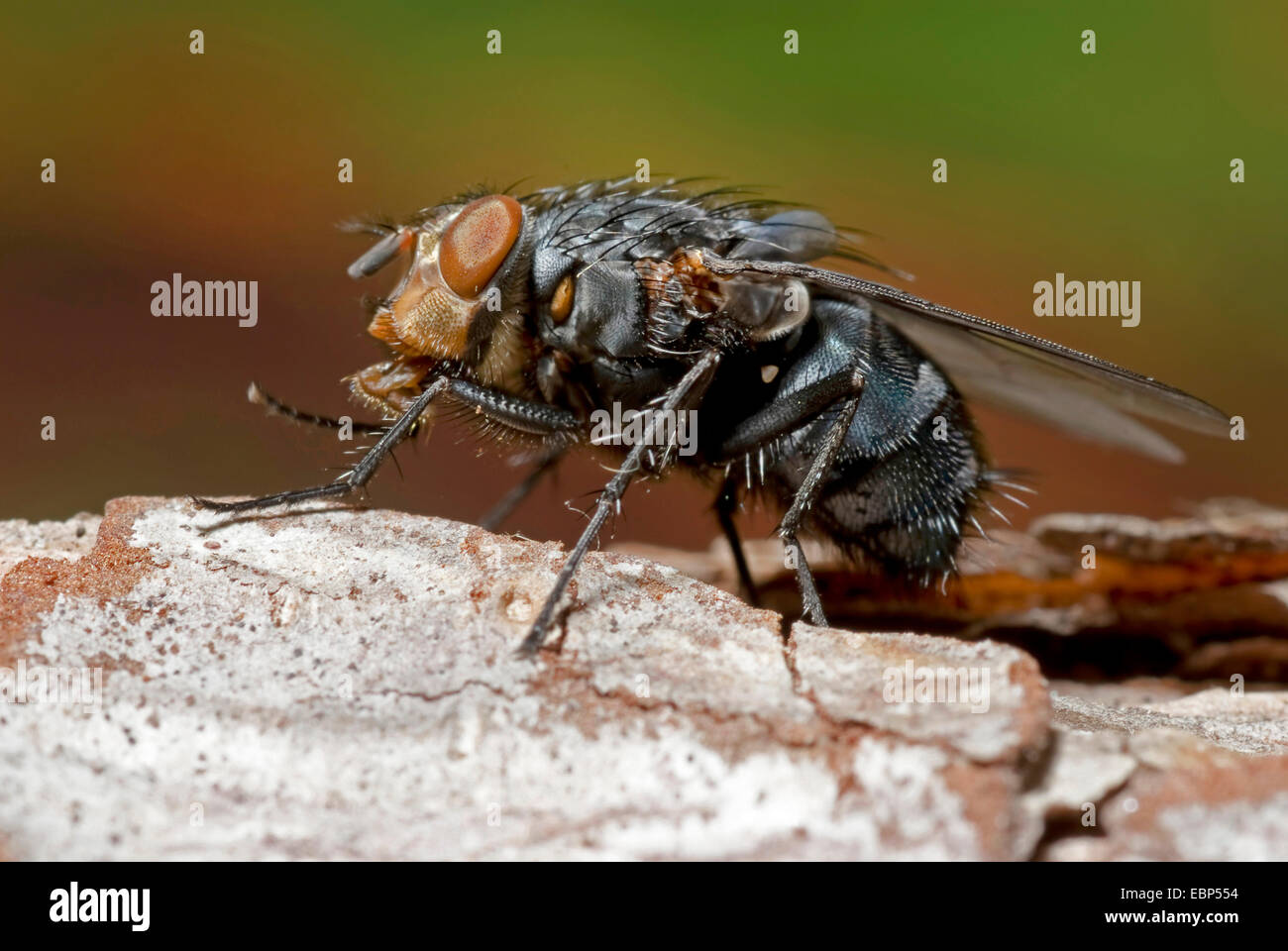 blue blowfly (Calliphora erythrocephala, Calliphora vicina), on bark, Germany Stock Photo