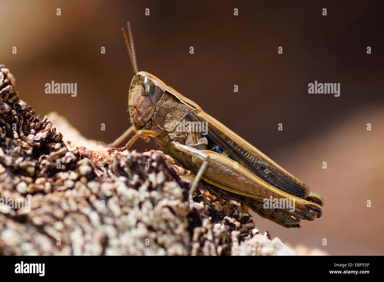 Grasshopper (Chorthippus apicalis), on deadwood, Portugal Stock Photo