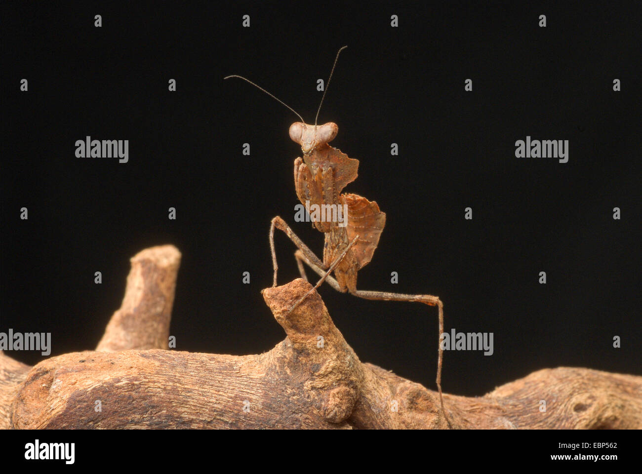 Giant Dead Leaf Mantis, Malaysian Dead Leaf Mantis (Deroplatys