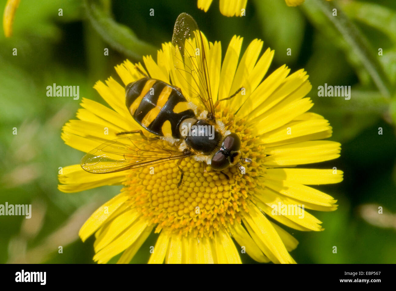 Broad Bodied Hoverfly (Didea fasciata), on yellow flower, Germany Stock Photo