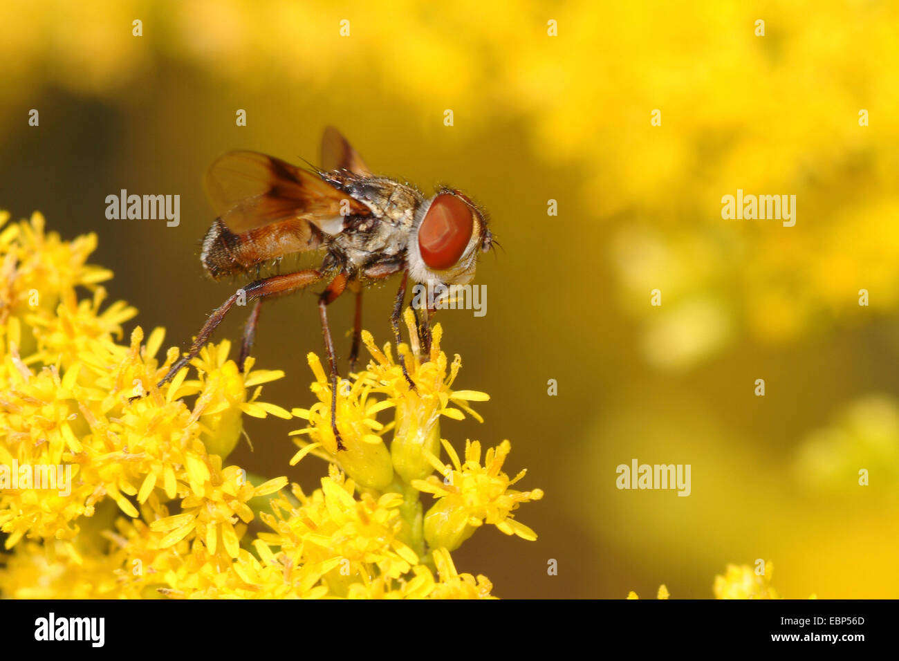 Parasite fly, Tachinid Fly (Ectophasia crassipennis), on yellow flowers, Germany Stock Photo