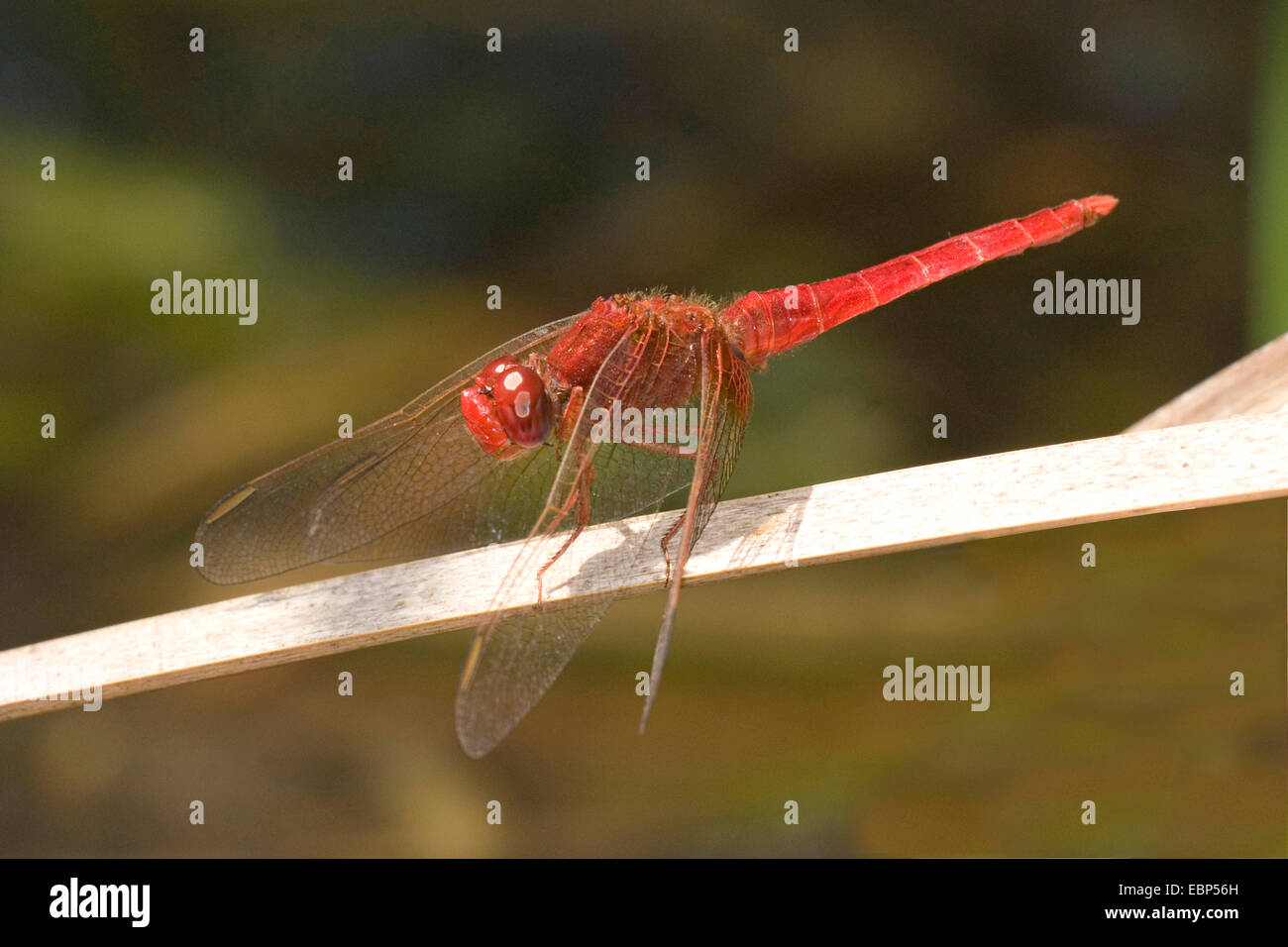 Broad Scarlet, Common Scarlet-darter, Scarlet Darter, Scarlet Dragonfly (Crocothemis erythraea, Croccothemis erythraea), on a blade of grass, France, Corsica Stock Photo
