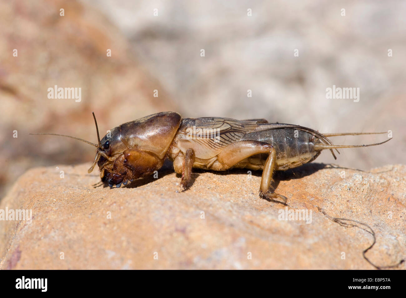 Are Mole Crickets Harmful To Dogs