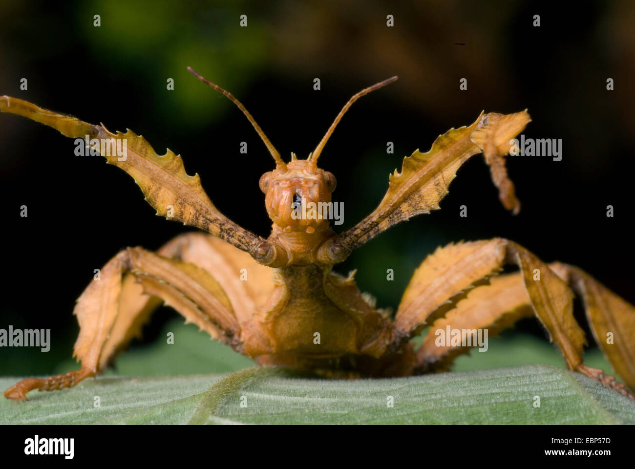 Mclay Stick Insect Giant Prickly Stick Insect, Macleay's Spectre (Extatosoma tiaratum ...