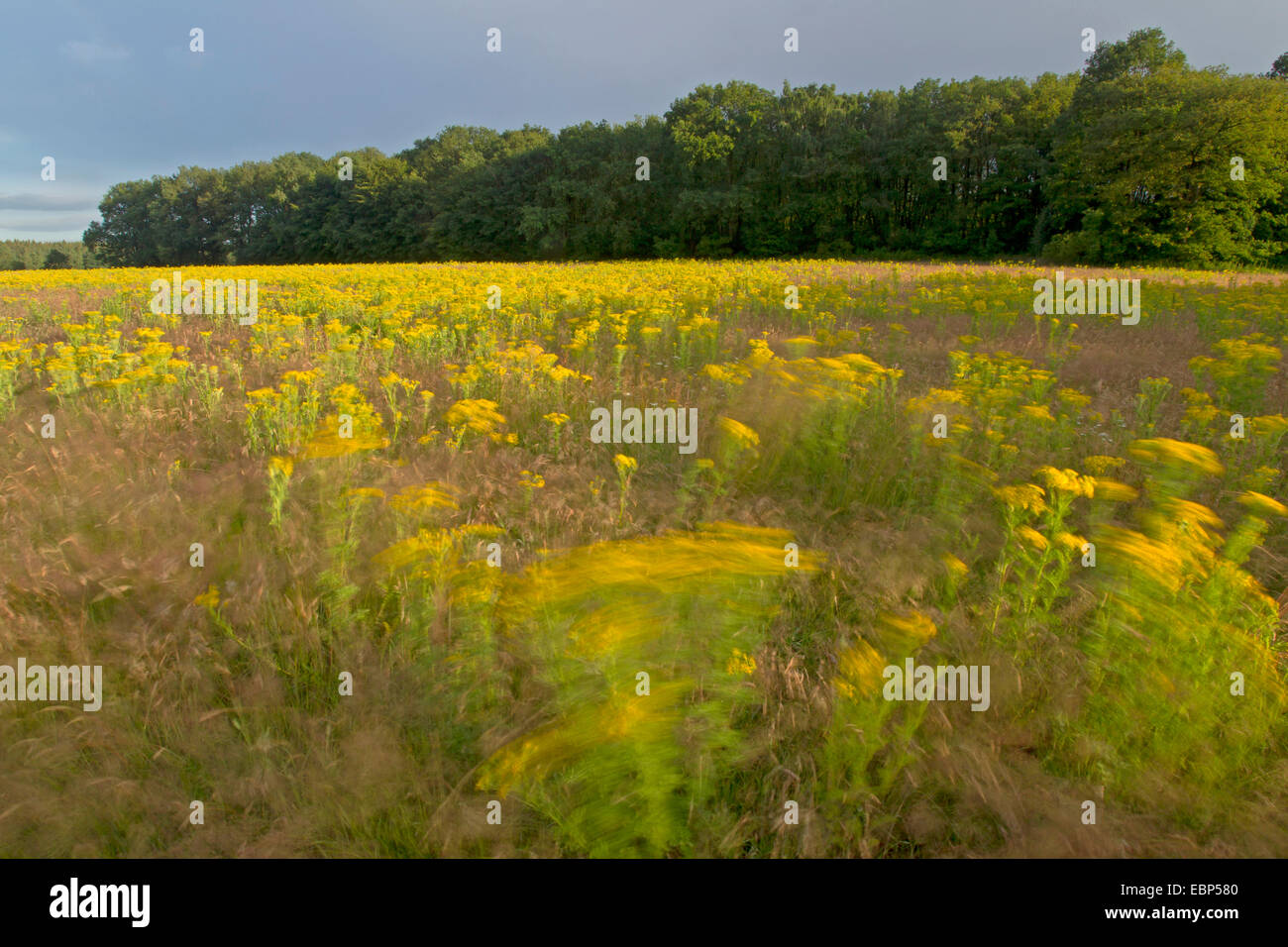 common ragwort, stinking willie, tansy ragwort, tansy ragwort (Senecio jacobaea), Meadow with Ragwort in wind, Germany, Schleswig-Holstein, Naturschutzgebiet Reher Kratt Stock Photo