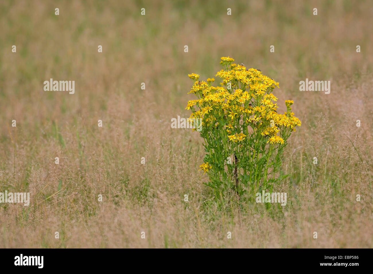 common ragwort, stinking willie, tansy ragwort, tansy ragwort (Senecio jacobaea), blooming in a meadow, Germany, Schleswig-Holstein Stock Photo