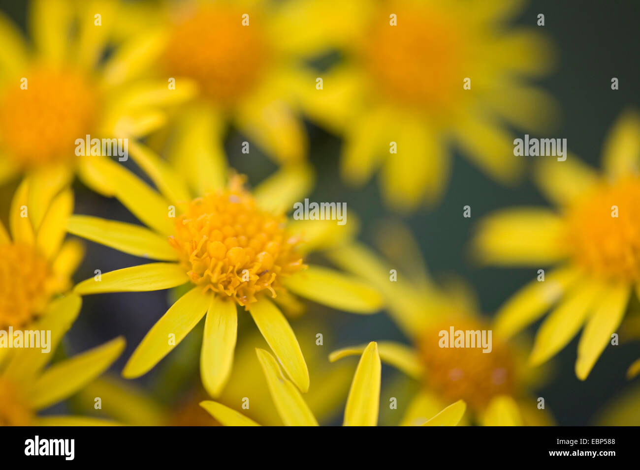common ragwort, stinking willie, tansy ragwort, tansy ragwort (Senecio ...
