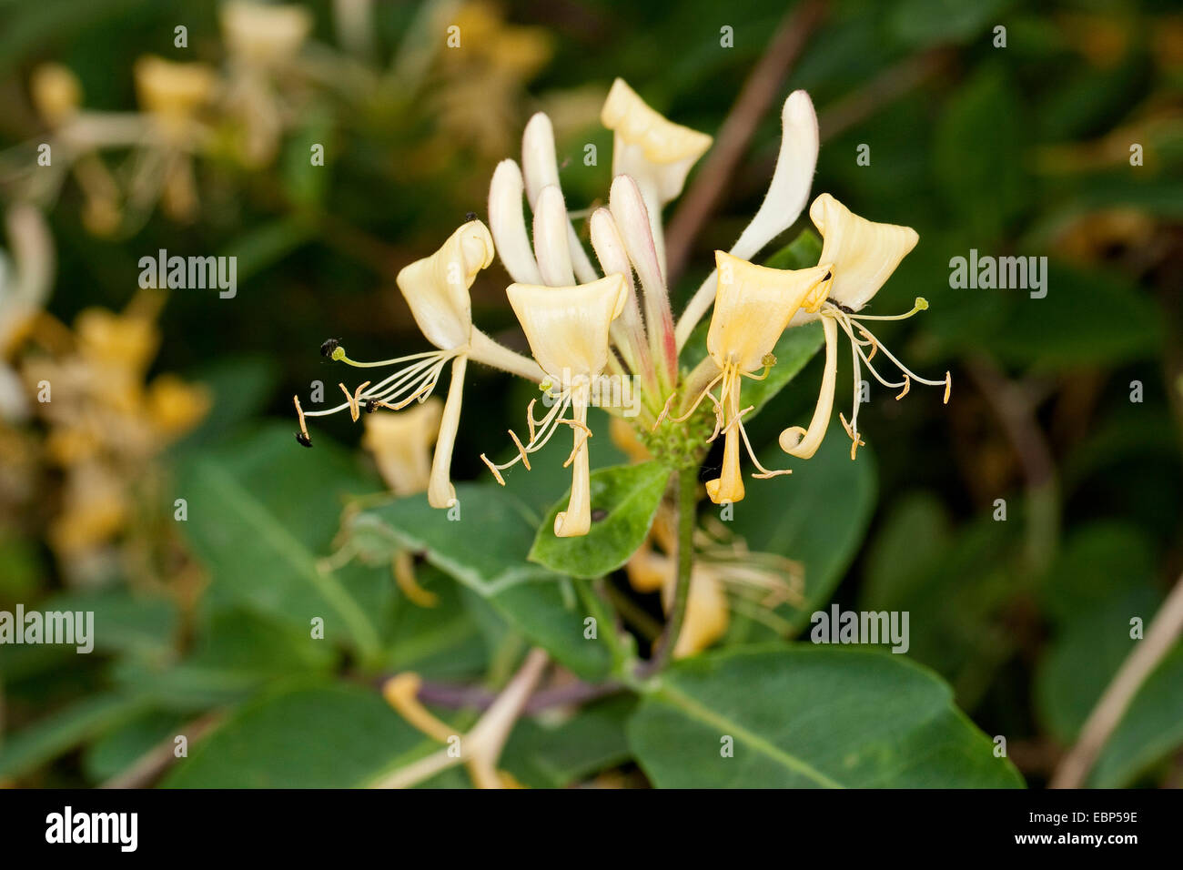 woodbine honeysuckle, English wild honeysuckle (Lonicera periclymenum