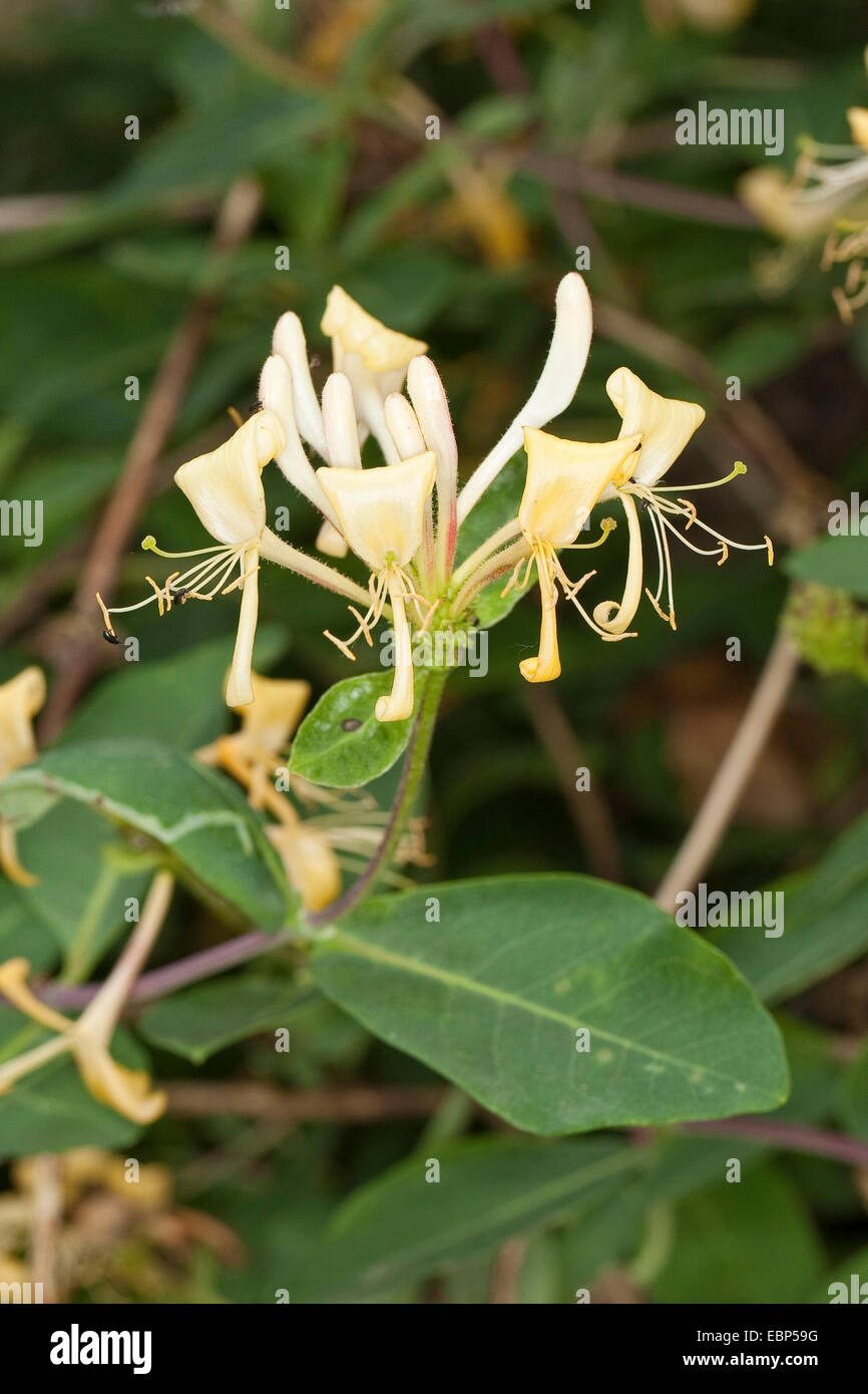 woodbine honeysuckle, English wild honeysuckle (Lonicera periclymenum