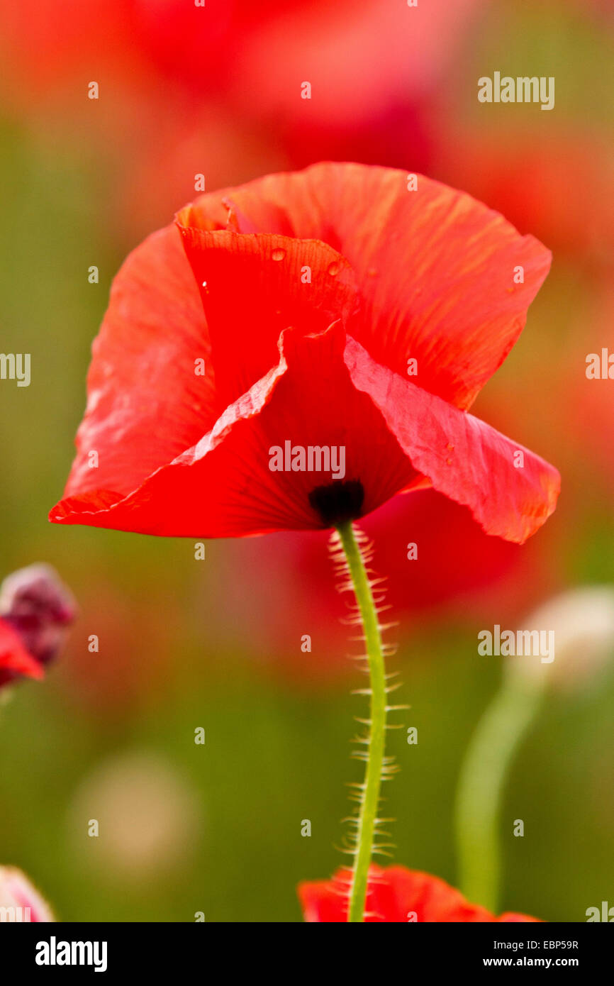 Common poppy, Corn poppy, Red poppy (Papaver rhoeas), poppy flower, Germany, Bavaria Stock Photo