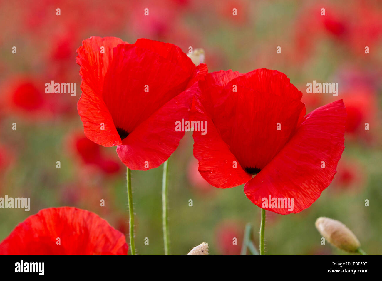Common poppy, Corn poppy, Red poppy (Papaver rhoeas), poppy flowers, Germany, Bavaria Stock Photo