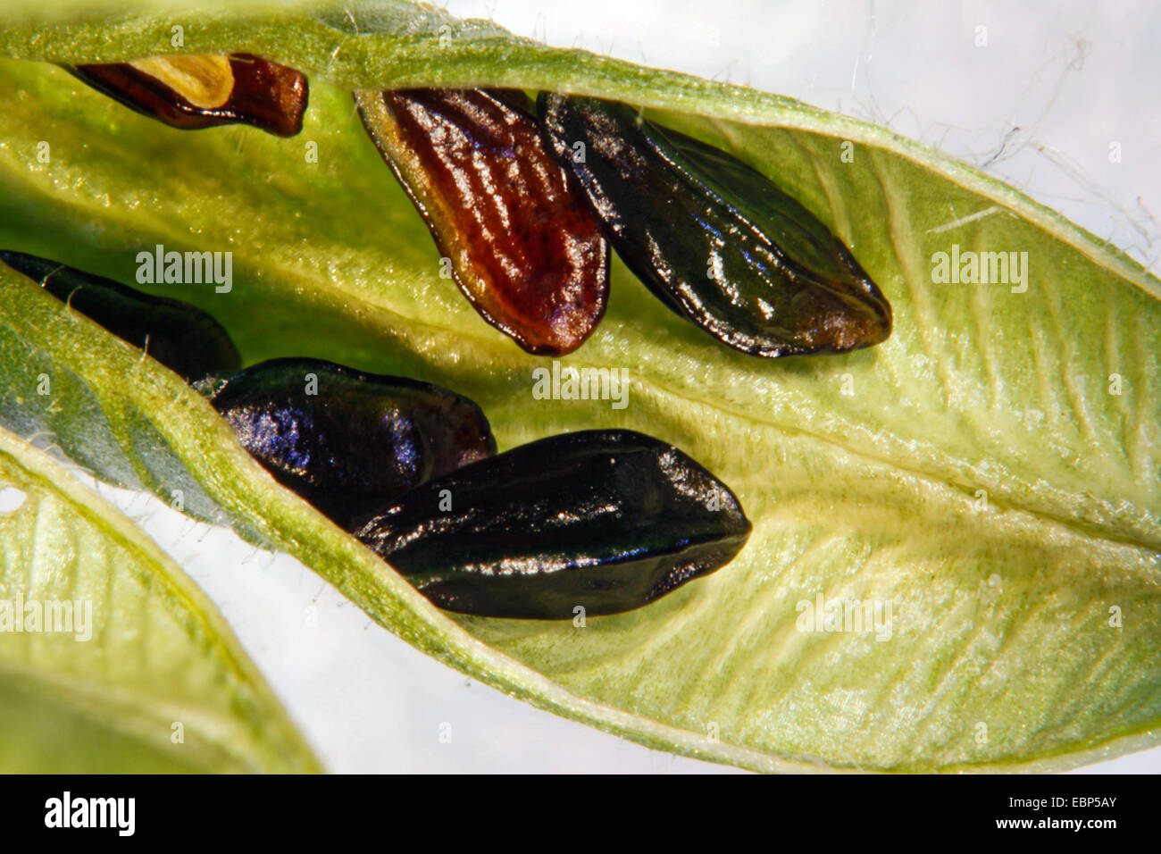 columbine (Aquilegia spec.), open follicle with seeds Stock Photo
