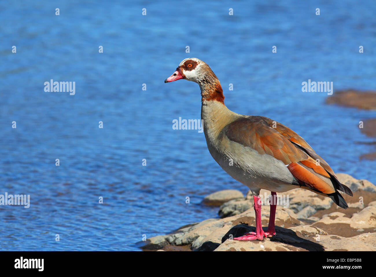 Egyptian goose (Alopochen aegyptiacus), at Olifants River, South Africa, Krueger National Park Stock Photo