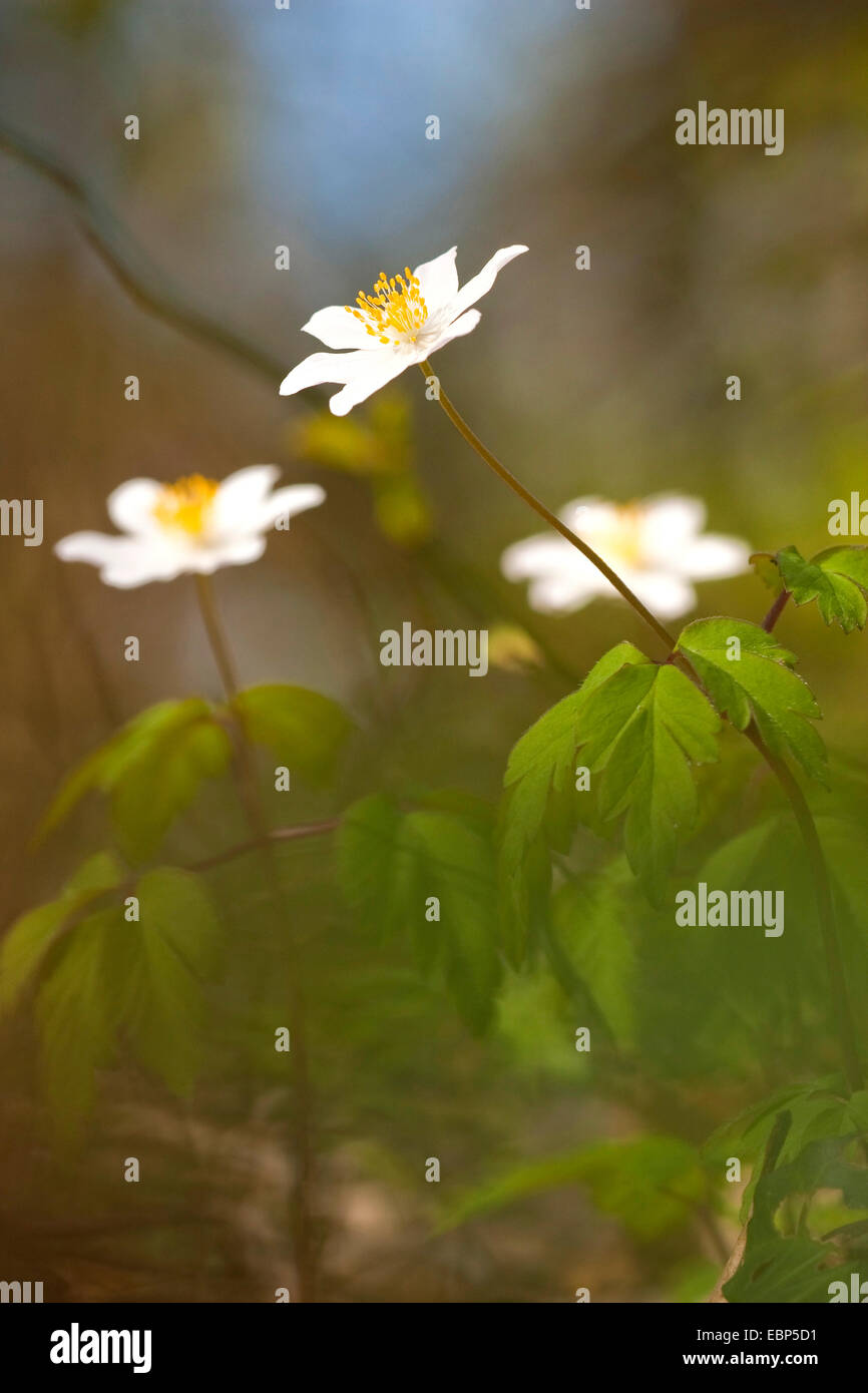 wood anemone (Anemone nemorosa), blooming on the forestground, Germany