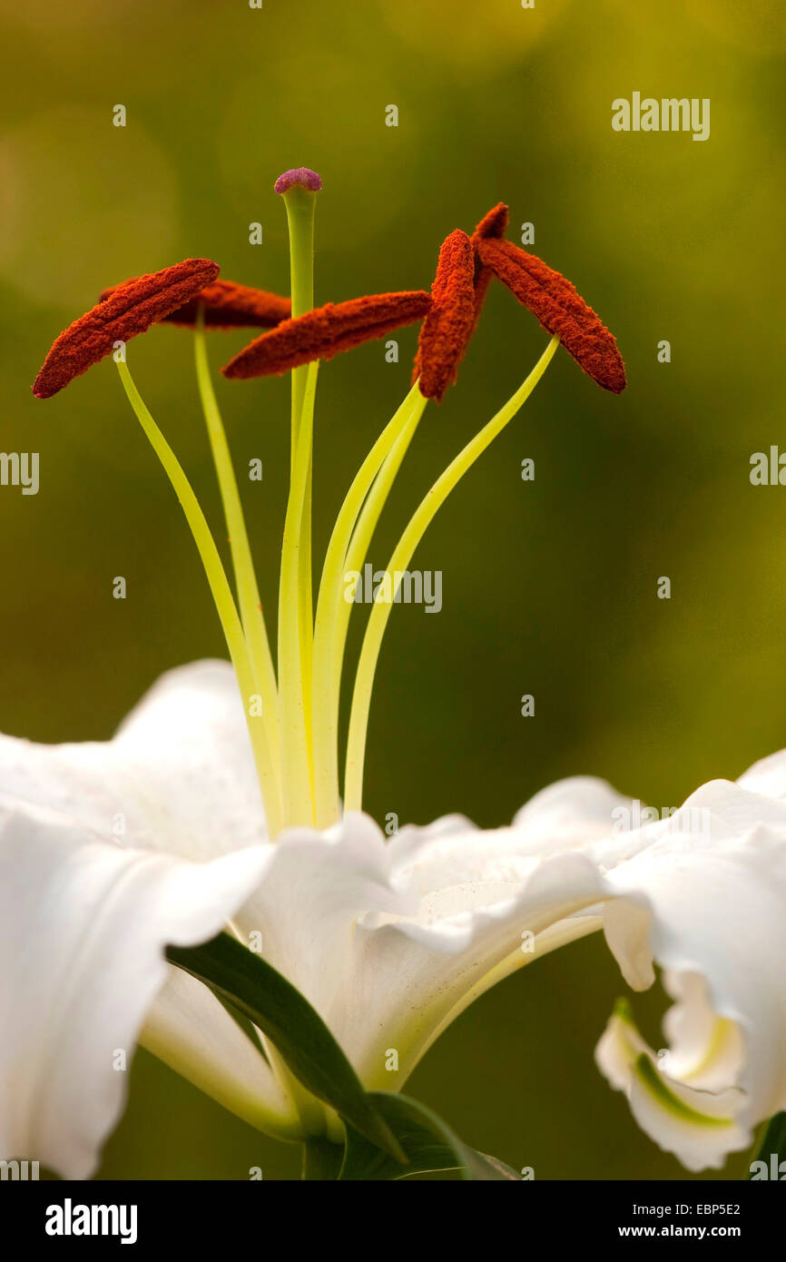 lily (Lilium spec.), white lilies in the garden Stock Photo Alamy
