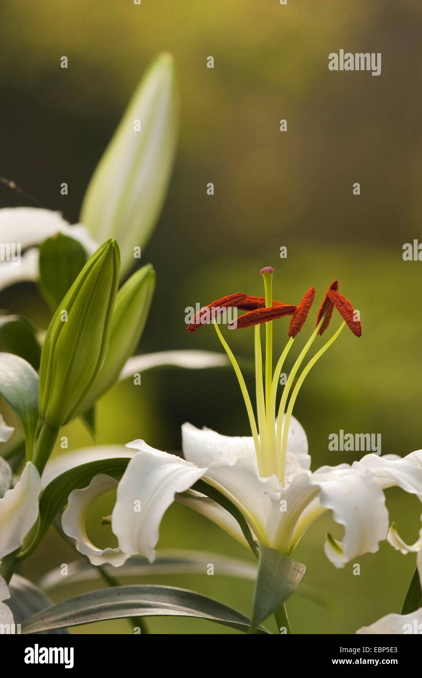 lily (Lilium spec.), white lilies in the garden Stock Photo Alamy