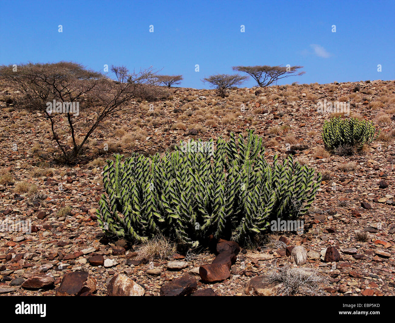 spurge (Euphorbia spec.), plants in the semi-desert, Yemen, Suedjemen Stock Photo