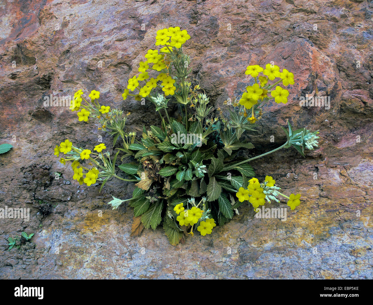 Dionysia (Dionysia mira), blooming at an rock wall, Yemen, Thulla Stock Photo