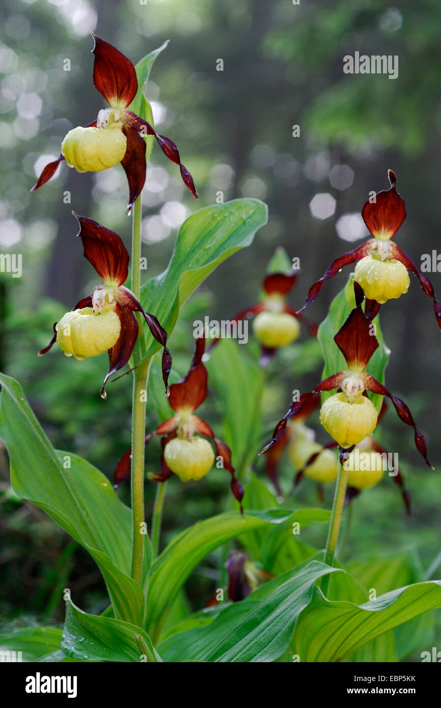 lady's slipper orchid (Cypripedium calceolus), blooming plants, Germany Stock Photo