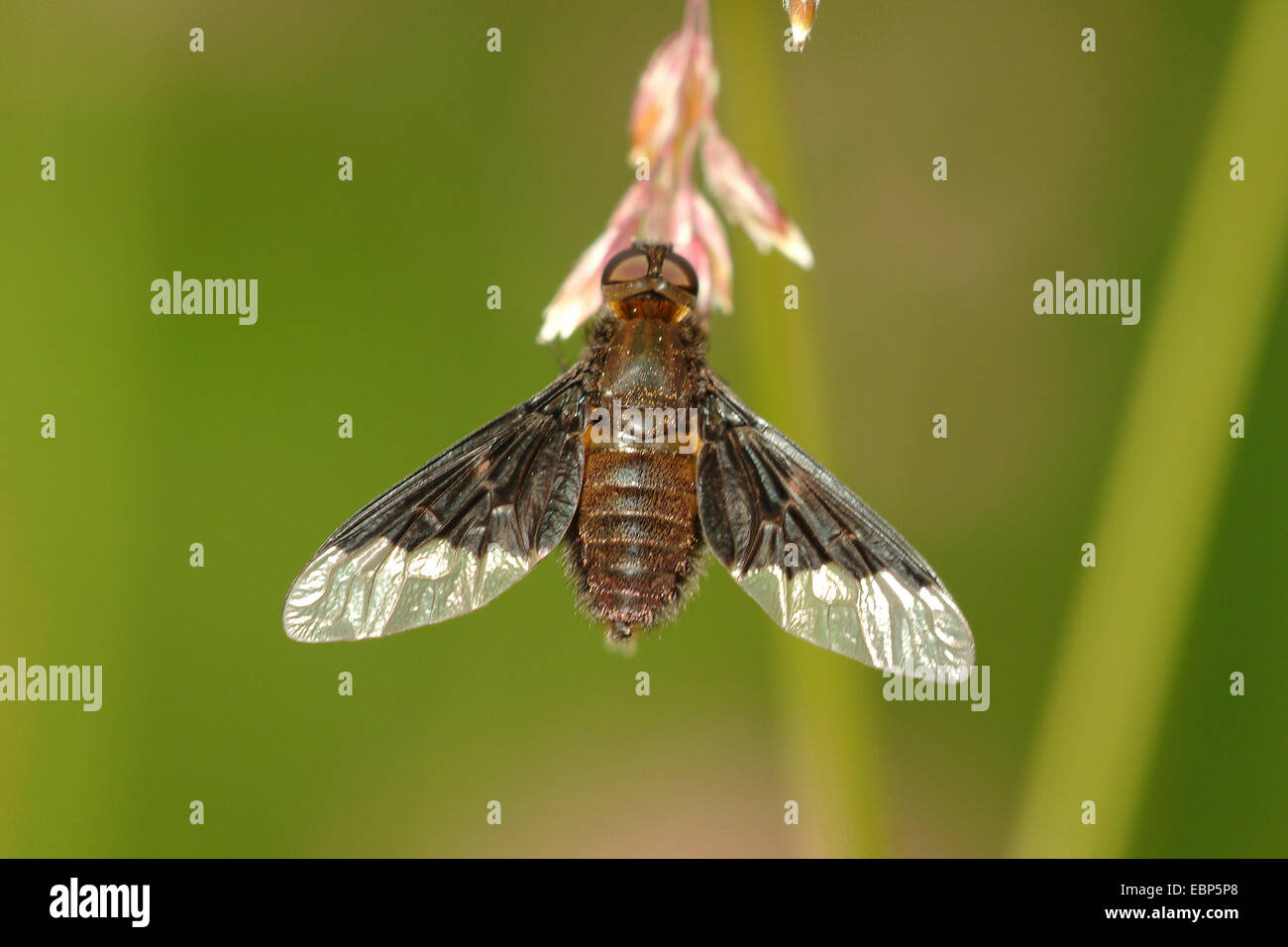 beefly (Hemipenthes morio), on a grass ear, Germany Stock Photo