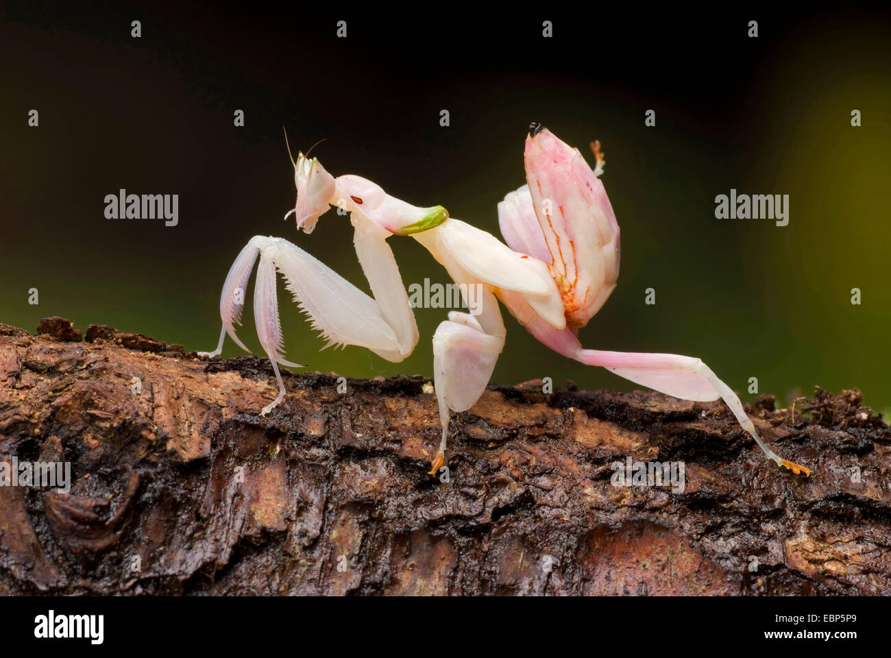 Malaysian orchid mantis (Hymenopus coronatus), on a branch Stock Photo