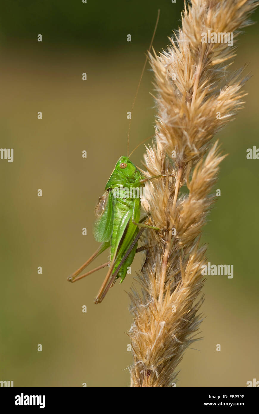 twocoloured bushcricket (Metrioptera bicolor), on a grass ear, Germany Stock Photo