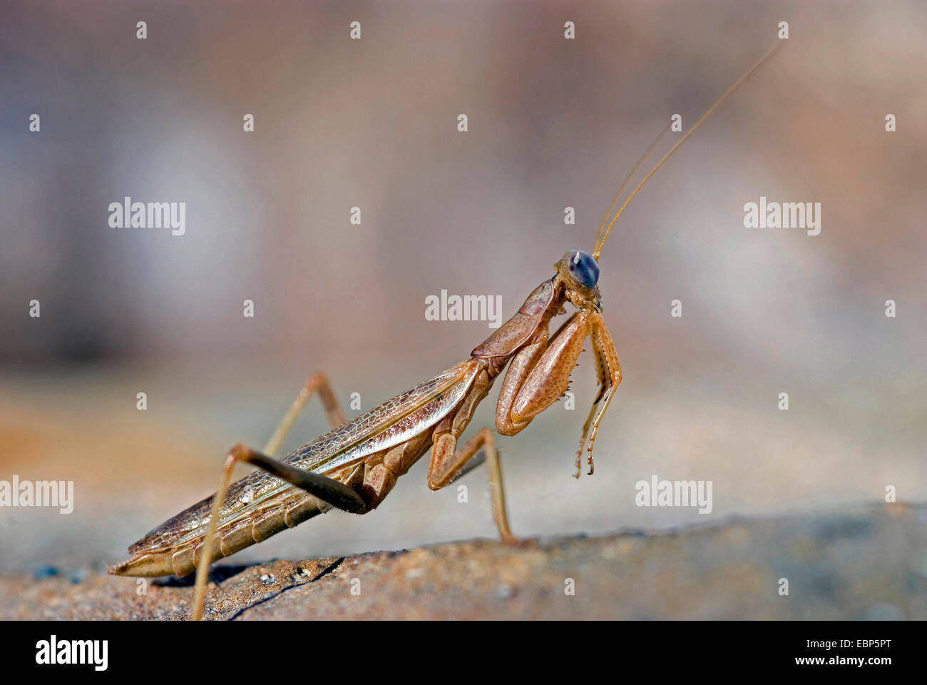 mantid (Mantidae), on the ground, Portugal Stock Photo
