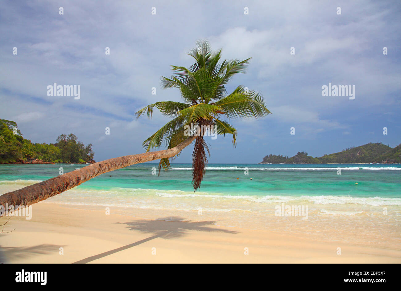 coconut palm (Cocos nucifera), coconut palm at the Baie Lazare, Seychelles, Mahe Stock Photo